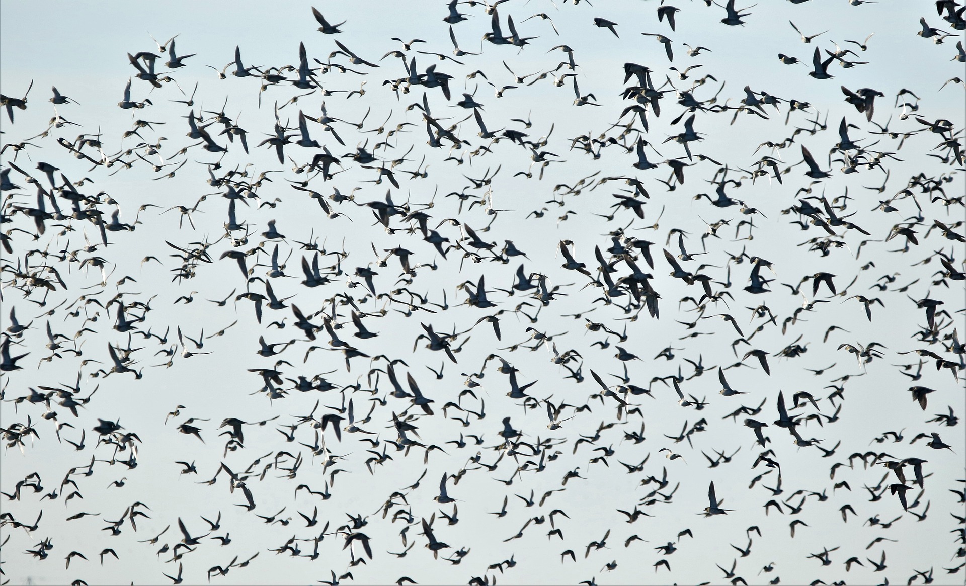 Jahreshauptversammlung Vogelschwarm | Bildrechte (C) DavidReed, Pixabay.de